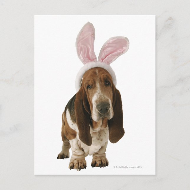 Basset hound med bunny öron vykort (Framsida)