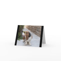 Basset Hound med solglasögon