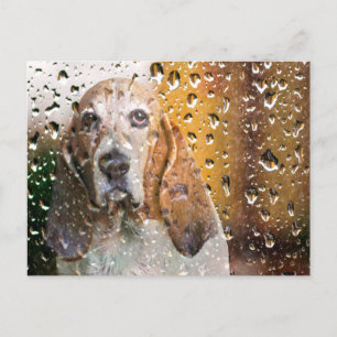Basset Hound Miss You Vykort