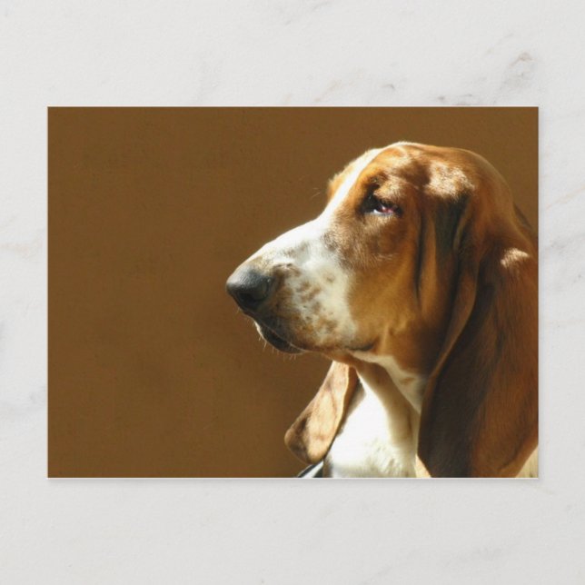 Basset Hound Photo Postcard Vykort (Framsida)