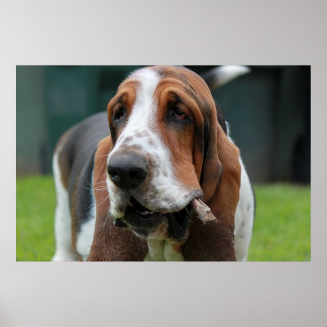 Basset Hound Poster (Framsidan)