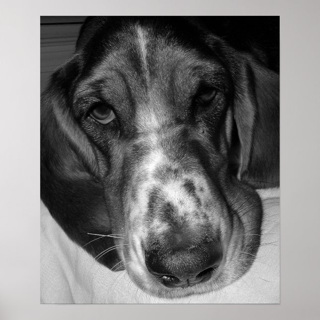 Basset Hound Poster (Framsidan)