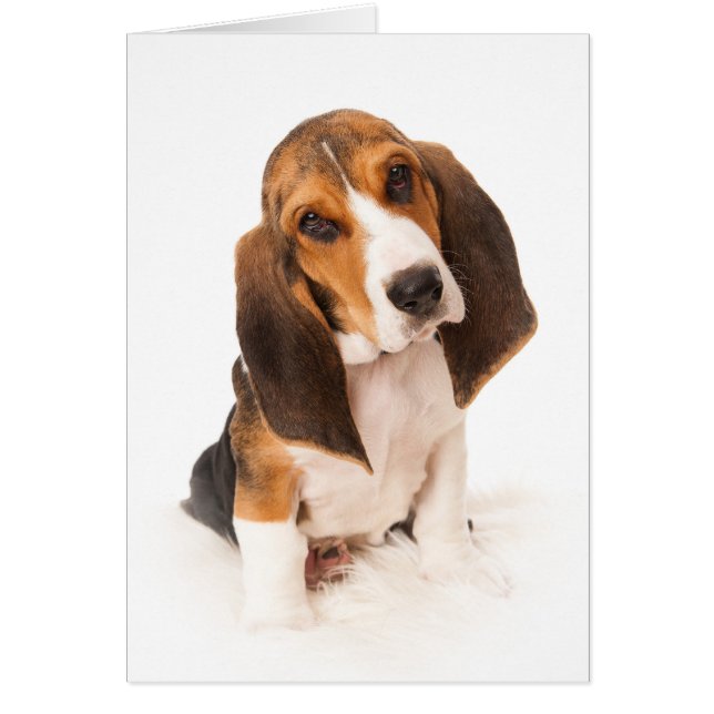 Basset hound puppy hälsningskort (Framsidan)