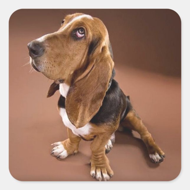 Basset Hound Puppy Hund-etikett / etikett (Framsida)