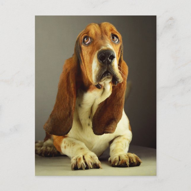Basset Hound Puppy Hund Kärlek, Hej, du tänker på Vykort (Framsida)