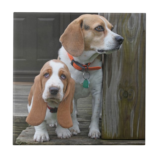 Basset Hound Puppy och Beagle Buddy Kakelplatta (Framsidan)