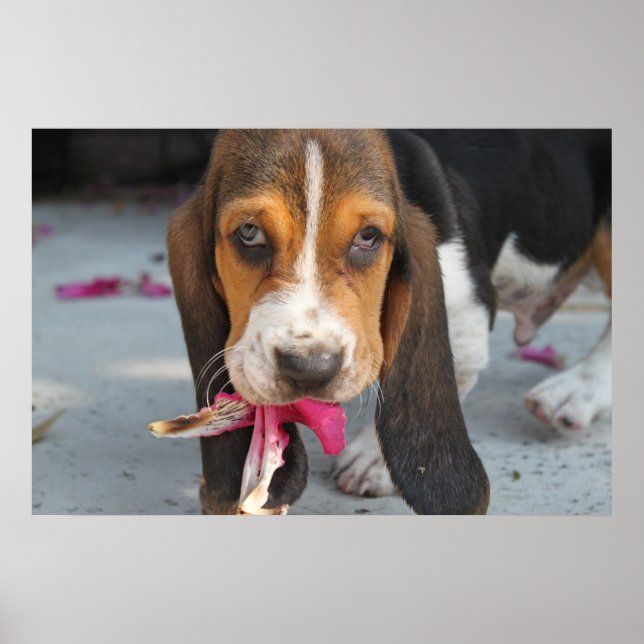 Basset Hound Puppy Poster (Framsidan)