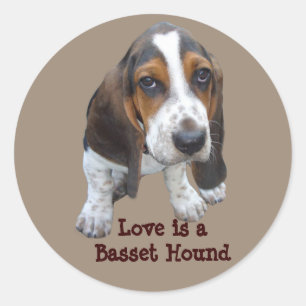 Basset Hound Puppy Sticker Runt Klistermärke