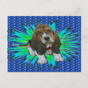 Basset Hound Sheldon med vykort