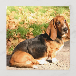 Basset Hound Sitta-inbjudningar Inbjudningar