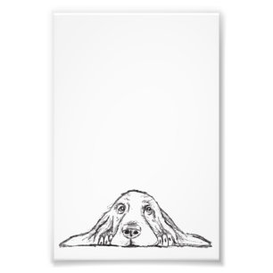 basset hound svart vit enkel valp hund ögon fototryck