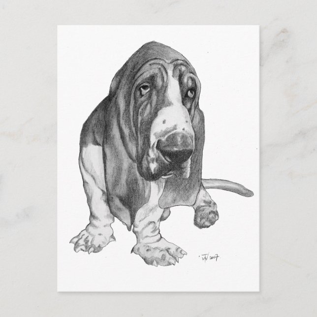 Basset Hound Teckning Vykort (Framsida)