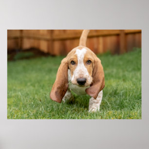 Basset Hound Valp Går Poster