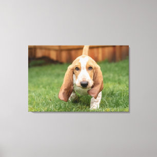 Basset Hound Valp som går Canvastryck