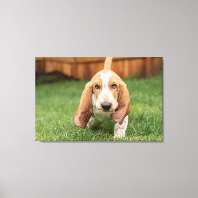 Basset Hound Valp som går Canvastryck (Framsida)