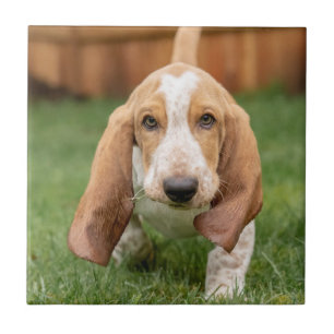 Basset Hound Valp som går Kakelplatta