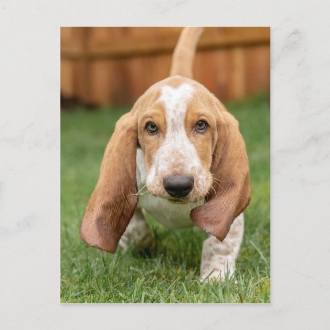 Basset Hound Valp som går Vykort (Framsida)