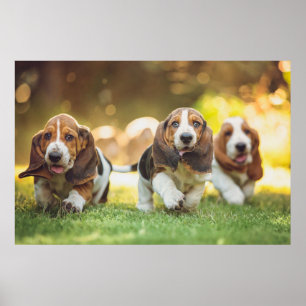 Basset Hound-valpar som körs Poster
