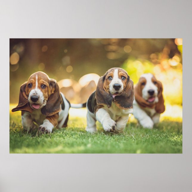 Basset Hound-valpar som körs Poster (Framsidan)