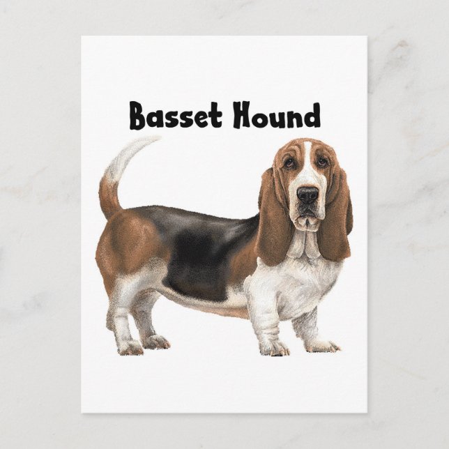 Basset Hound Vykort (Framsida)