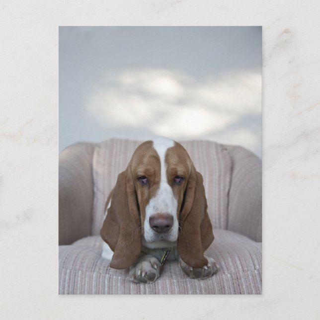 Basset Hound Vykort (Framsida)