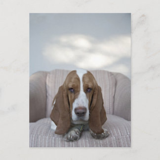 Basset Hound Vykort