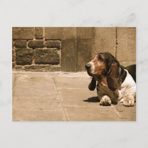 Basset Hound Vykort
