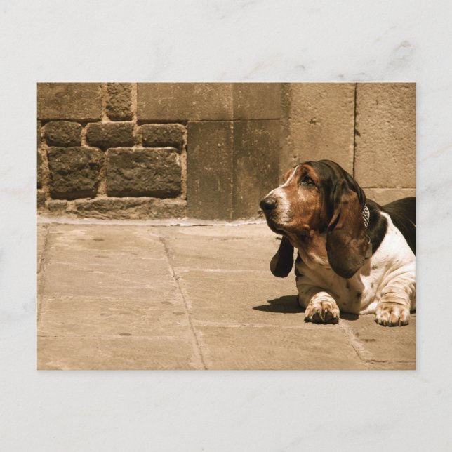 Basset Hound Vykort (Framsida)