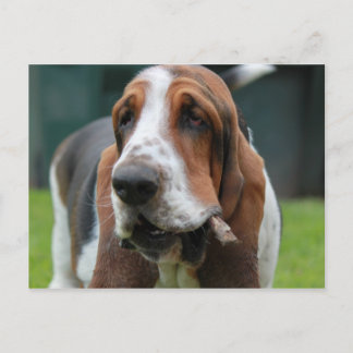 Basset Hound Vykort