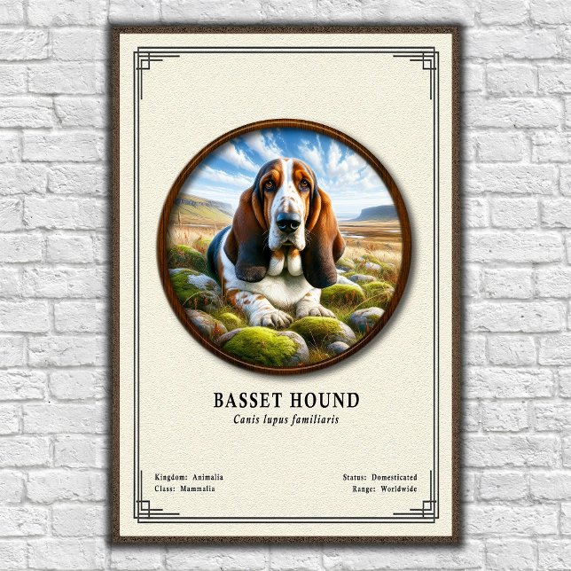 Basset Hound Zoologi Serie Poster (Skapare uppladdad)