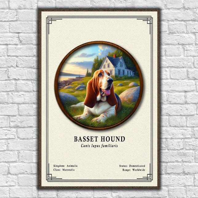 Basset Hound Zoologisk Serie Poster (Skapare uppladdad)