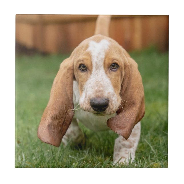 Basset Houng Puppy Walking Kakelplatta (Framsidan)