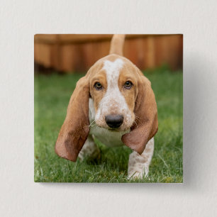Basset Houng Puppy Walking Knapp