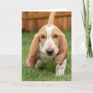 Basset Houng Puppy Walking Kort