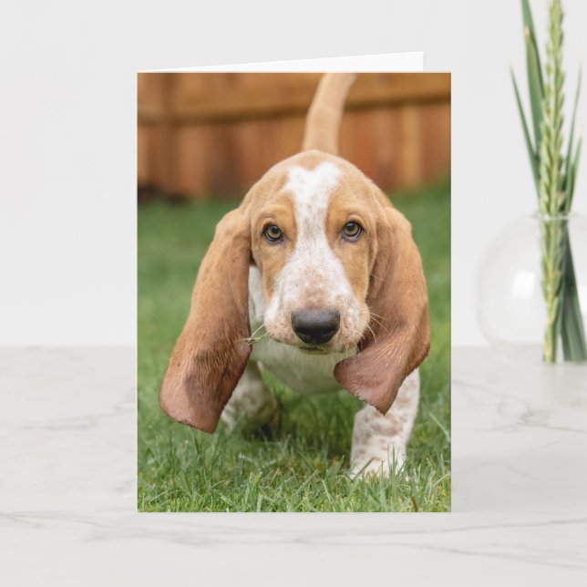 Basset Houng Puppy Walking Kort (Framsida)