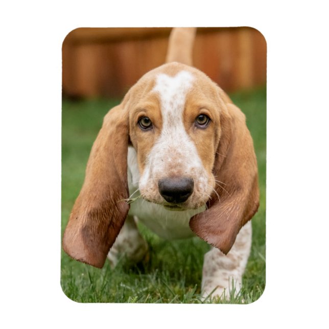 Basset Houng Puppy Walking Magnet (Vertikal)