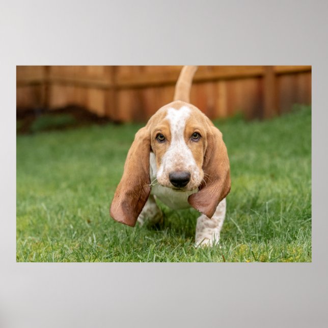 Basset Houng Puppy Walking Poster (Framsidan)