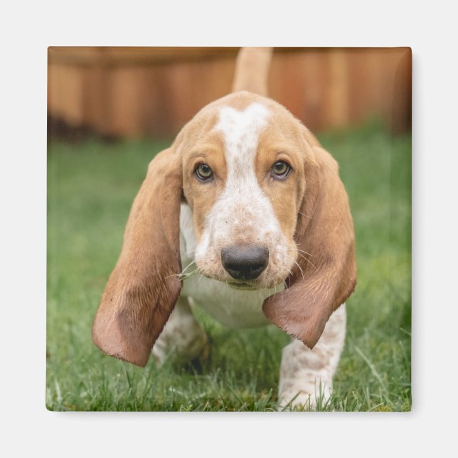 Basset Houng Valp Går Magnet (Framsidan)