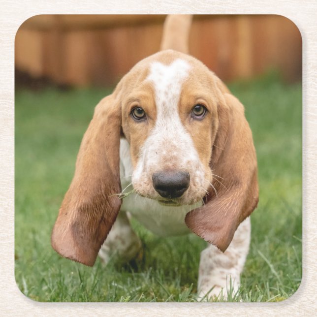 Basset Houng Valp Går Underlägg Papper Kvadrat (Framsidan)