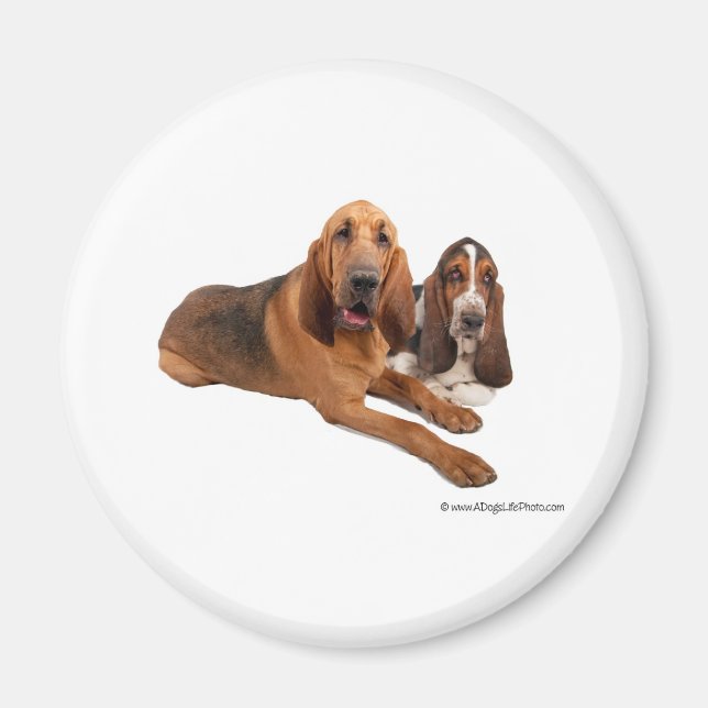 Basset och Bloodhound Buddies Magnet (Framsidan)