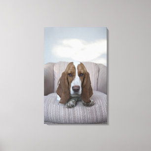 Bassethund Canvastryck