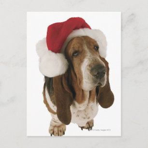Bassethund i den Santa hatten Helg Vykort
