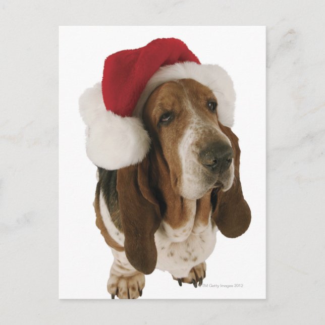 Bassethund i den Santa hatten Helg Vykort (Framsida)