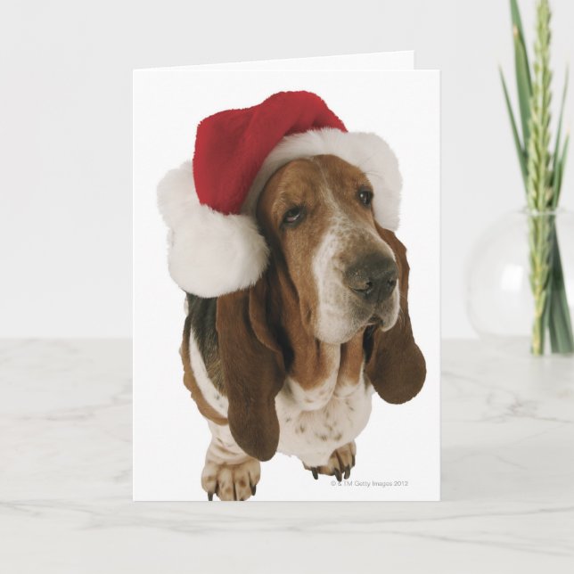 Bassethund i den Santa hatten Helgkort (Framsida)