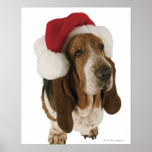 Bassethund i den Santa hatten Poster