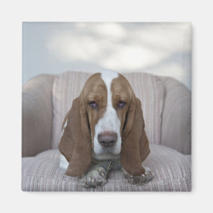 Bassethund Magnet