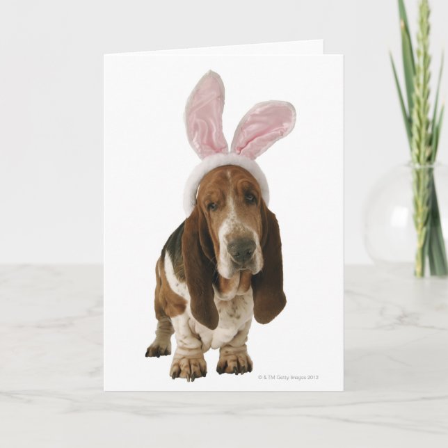 Bassethund med kaninöron kort (Framsida)