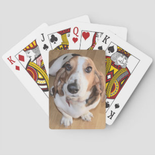 Bassethund som leker kort kortlek