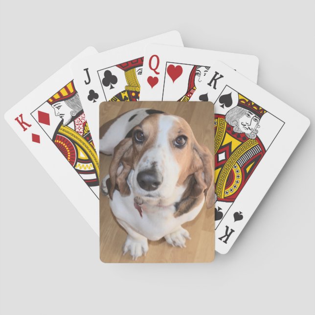 Bassethund som leker kort kortlek (Baksidan)