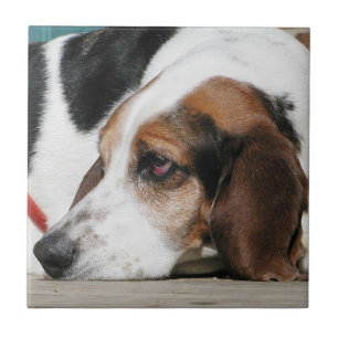 Bassethundansikte belägger med tegel kakelplatta